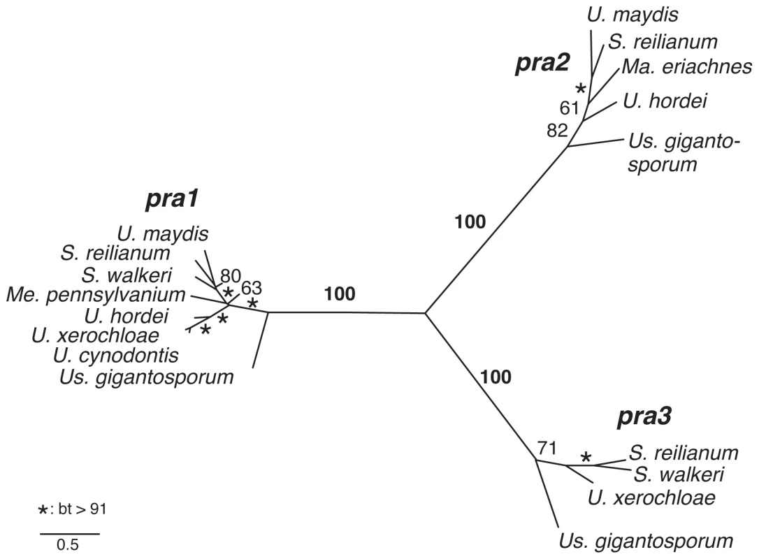 Phylogeny of mating type-specific pheromone receptors.