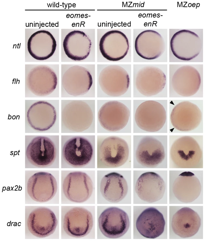 Eomes inhibition enhances the Nodal signaling and mesendoderm deficiencies of MZ<i>mid</i>.