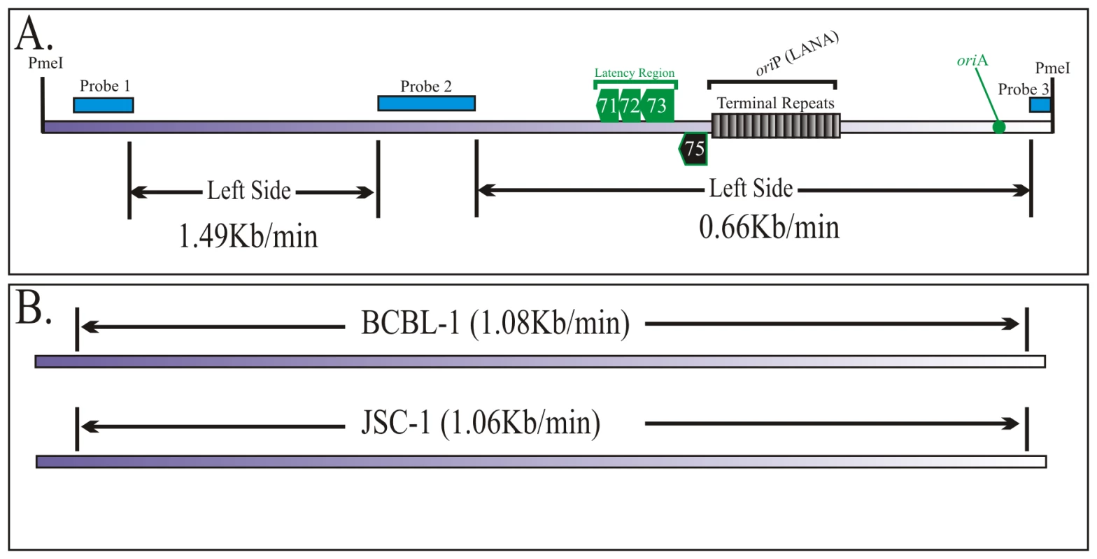 Duplication speed of JSC-1 KSHV genome.