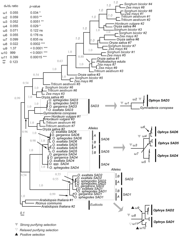 Bayesian inference phylogenetic tree of monocot <i>SAD</i> homologs and eudicot outgroup.