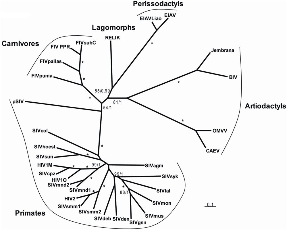 Unrooted tree of lentiviruses obtained after phylogenetic analysis of an alignment including ∼2350 nucleotides of the <i>gag</i>-<i>pol</i> region.
