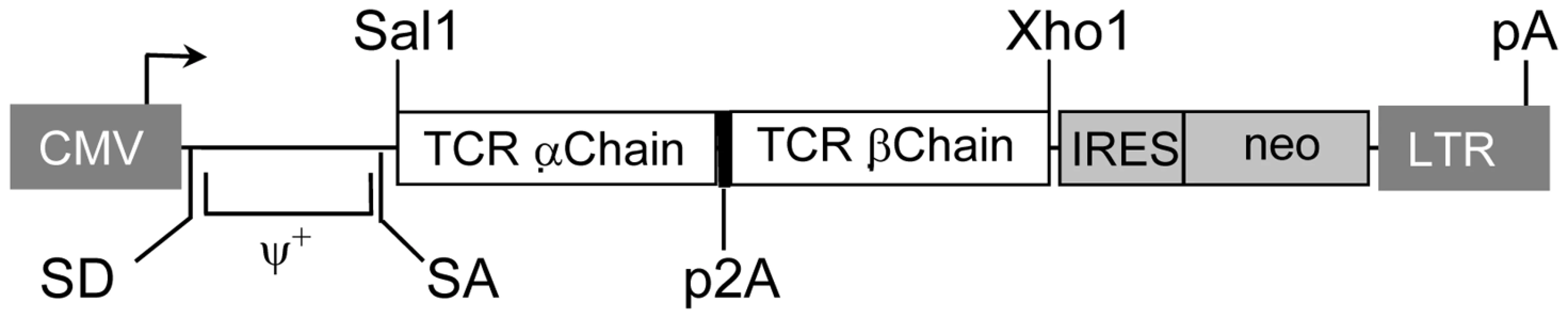 Structure of retroviral vectors used for TCR gene transfer and TCR expression on transduced cells.