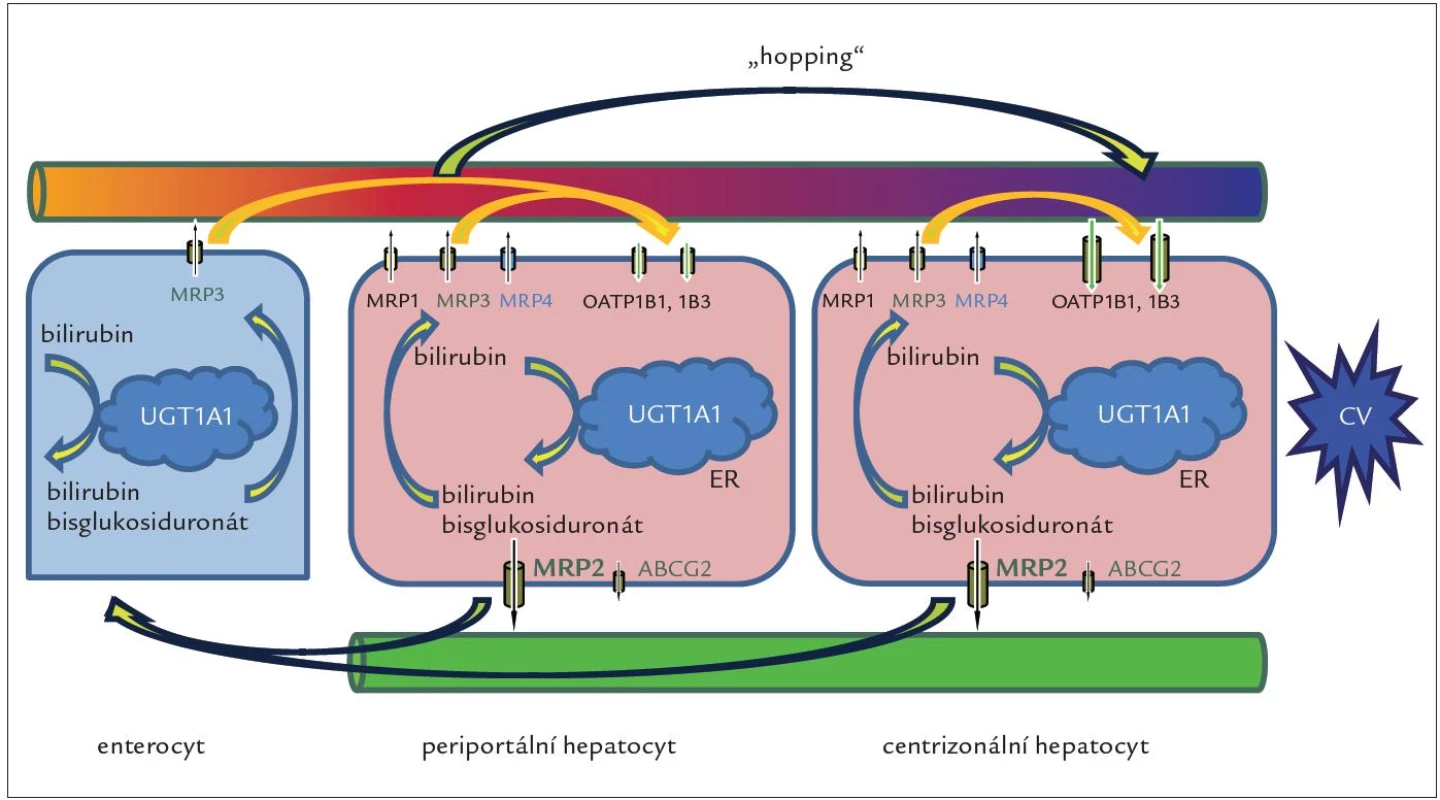 Obr. 2. Jaterní cyklus konjugovaného bilirubinu.
Cyklus zprostředkovávaný proteiny MRP3 a OATP1B se může odehrávat jak v periportálních, tak v centrizonálních hepatocytech, kde je exprese proteinů OATP1B nejvyšší. Nejvýznamnější je ale přesun („hopping“) konjugovaného bilirubinu a dalších substrátů MRP3 a OATP1B z periportálních do centrizonálních hepatocytů. Tento přesun nejen zvyšuje celkovou sekreční kapacitu jater pro bilirubin, ale může i chránit periportální hepatocyty před toxicitou vstřebaných xenobiotik, léků a jejich konjugátů. Proteiny OAT1B rovněž odpovídají za jaterní clearance bilirubinu konjugovaného ve splanchnické oblasti, zejména ve střevě, a konečně střevní konjugace spolu s jaterním vychytáváním konjugátů může představovat alternativní dráhu v enterohepatálním oběhu bilirubinu. Úplná absence proteinů OATP1B1 a OATP1B3 byla pozorovaná u RS. CV – centrální véna, ER – endoplazmatické retikulum