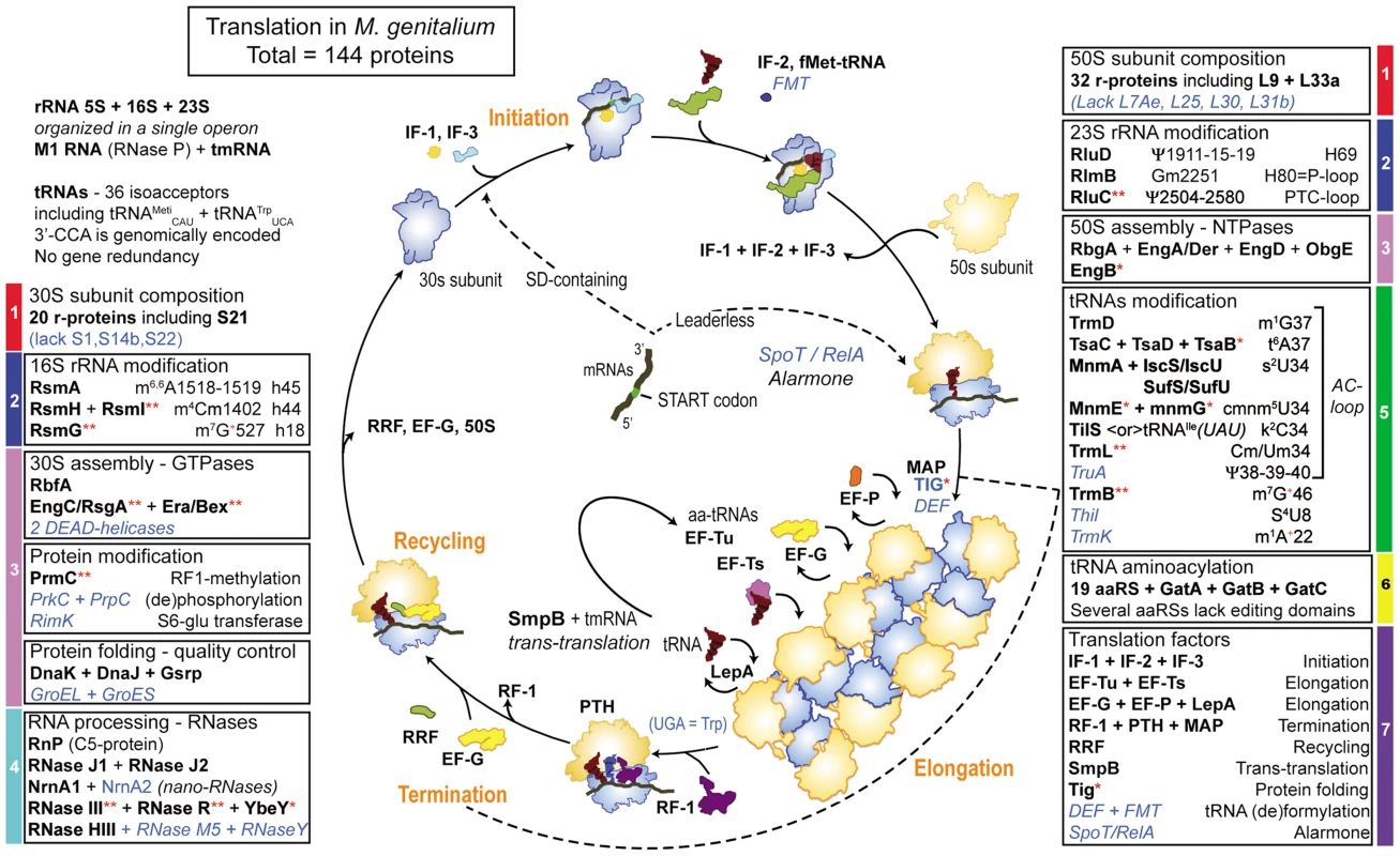 Schematic view of ribosome assembly and translation cycle in <i>M. genitalium</i>.