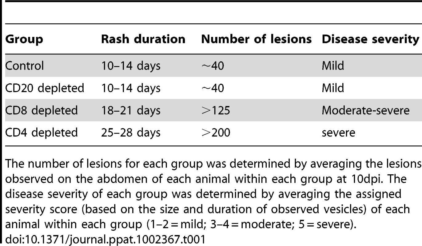 Summary of rash duration, lesion number, and disease severity of control and experimental animal groups following acute SVV infection.