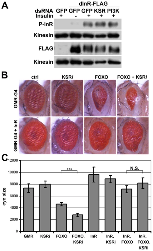 InR transgene expressed under heterologous promoter is insensitive to KSR depletion.