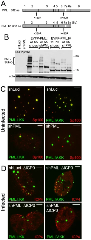 SUMO modification mutants of PML are defective in recruitment to sites associated with HSV-1 genomes.