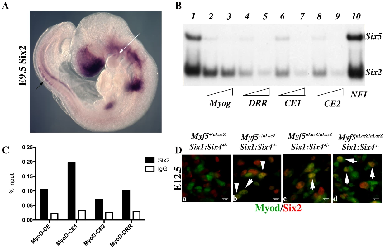 Six2 proteins bind <i>Myod</i> regulatory elements.