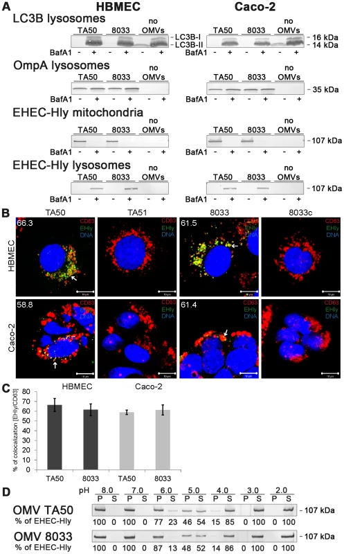 Bafilomycin A1 inhibits translocation of EHEC-Hly from lysosomes to mitochondria.