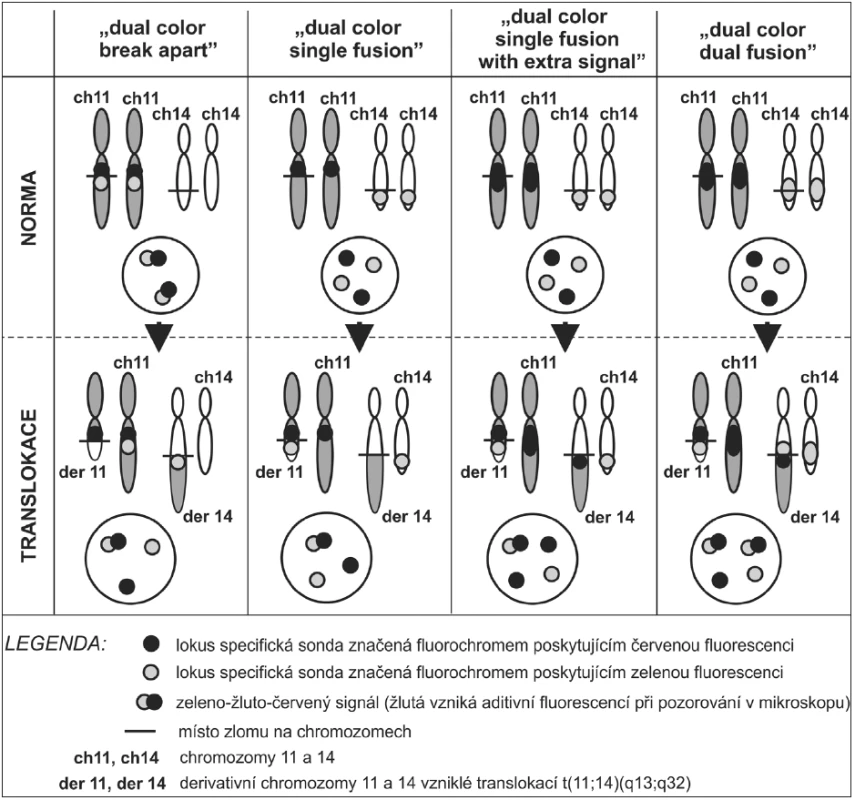 Různé uspořádání směsí sond pro detekci chromozomální translokace.
Na obrázku jsou schematicky nakresleny dva páry chromozomů podléhající reciproční balancované translokaci – například t(11;14)(q13;q32). Po proběhnutí translokace části chromozomálních ramének vzniká vždy z jednoho chromozomu z páru derivativní chromozom (der 11, der 14) a druhý z páru chromozomů zůstane translokací nedotčený (ch 11, ch 14). Každá směs sond obsahuje dvě lokus specifické sondy značené různými fluorochromy (například fluorochrom poskytující zelenou fluorescenci a fluorochrom poskytující červenou fluorescenci). Na schématu jsou zobrazeny čtyři různé směsi sond umožňující detekovat translokaci t(11;14) různými přístupy. Pro lepší orientaci je uvedeno schéma interfázického jádra i mitotických chromozomů před i po proběhlé translokaci (více viz text).