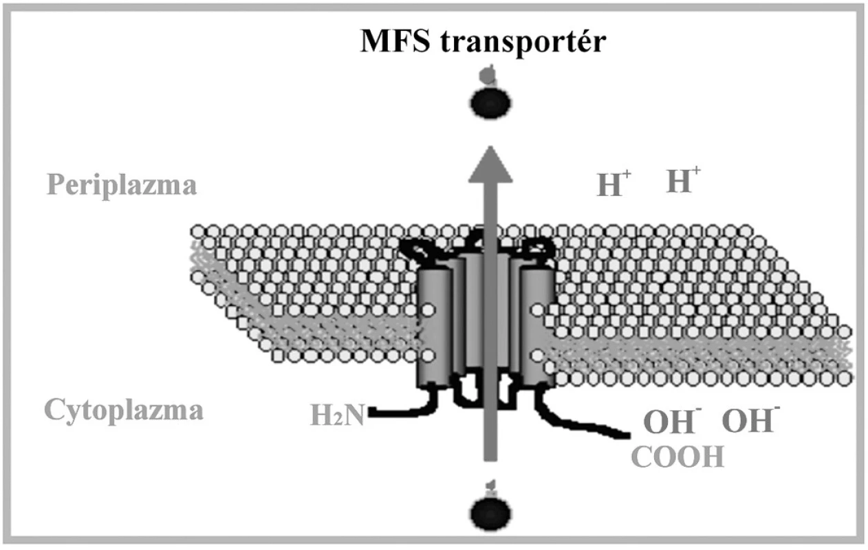 Schématické znázornenie MFS transportného systému.
Upravené podľa:
(&lt;a href=&quot;http://www.ucm.es/info/mfar/U2/antifu1.gif&quot;&gt;http://www.ucm.es/info/mfar/U2/antifu1.gif&lt;/a&gt;).
Fig. 3. Diagrammatic representation of the MFS transport
system. Adapted from:
(&lt;a href=&quot;http://www.ucm.es/info/mfar/U2/antifu1.gif&quot;&gt;http://www.ucm.es/info/mfar/U2/antifu1.gif&lt;/a&gt;).