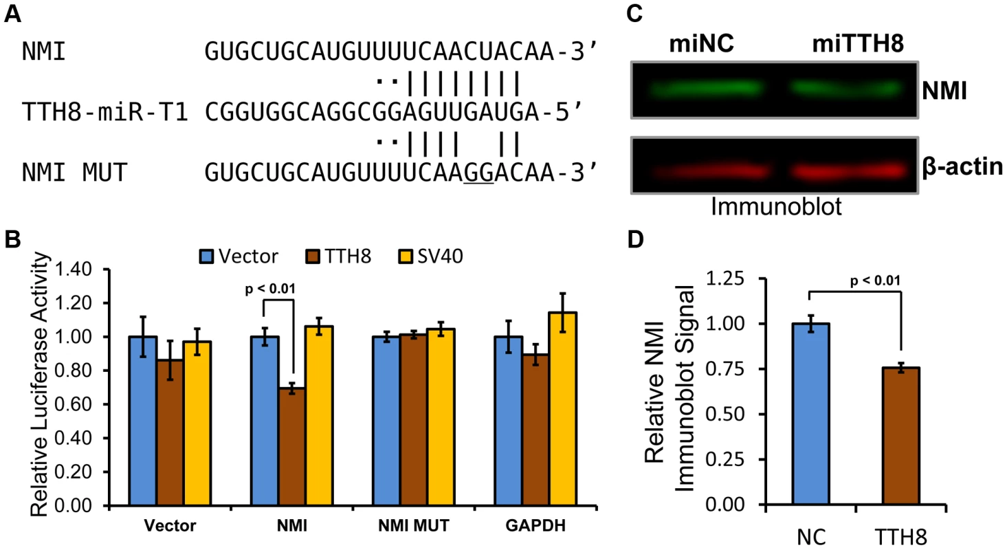 Host antiviral gene NMI is a direct target of TTV-tth8-miR-T1.
