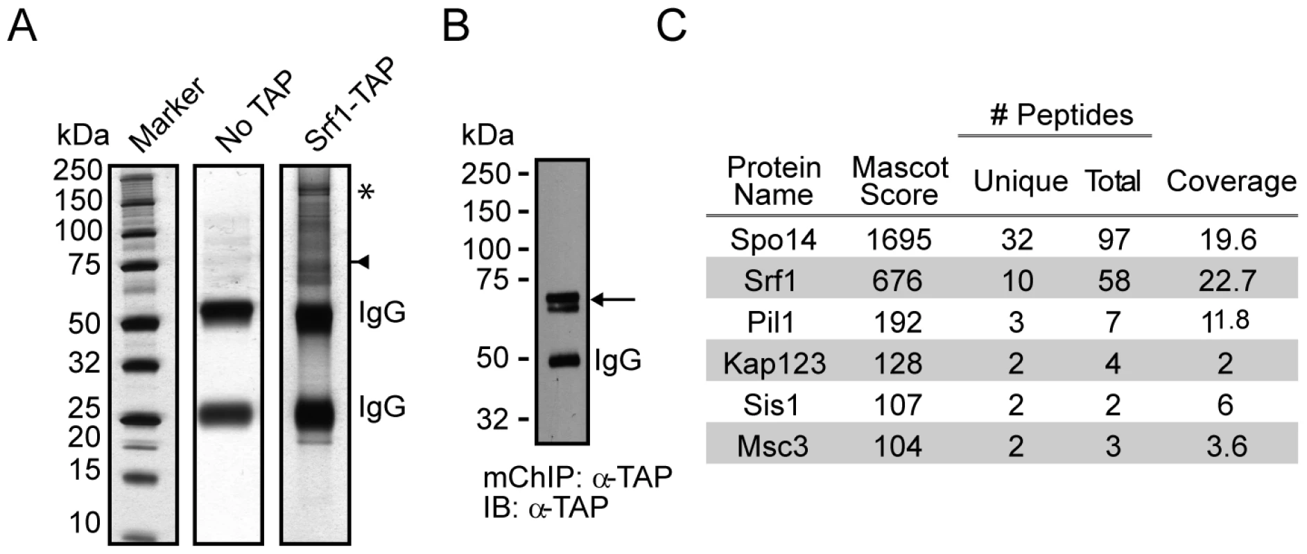 mChIP of Srf1–TAP co-purifies Spo14.