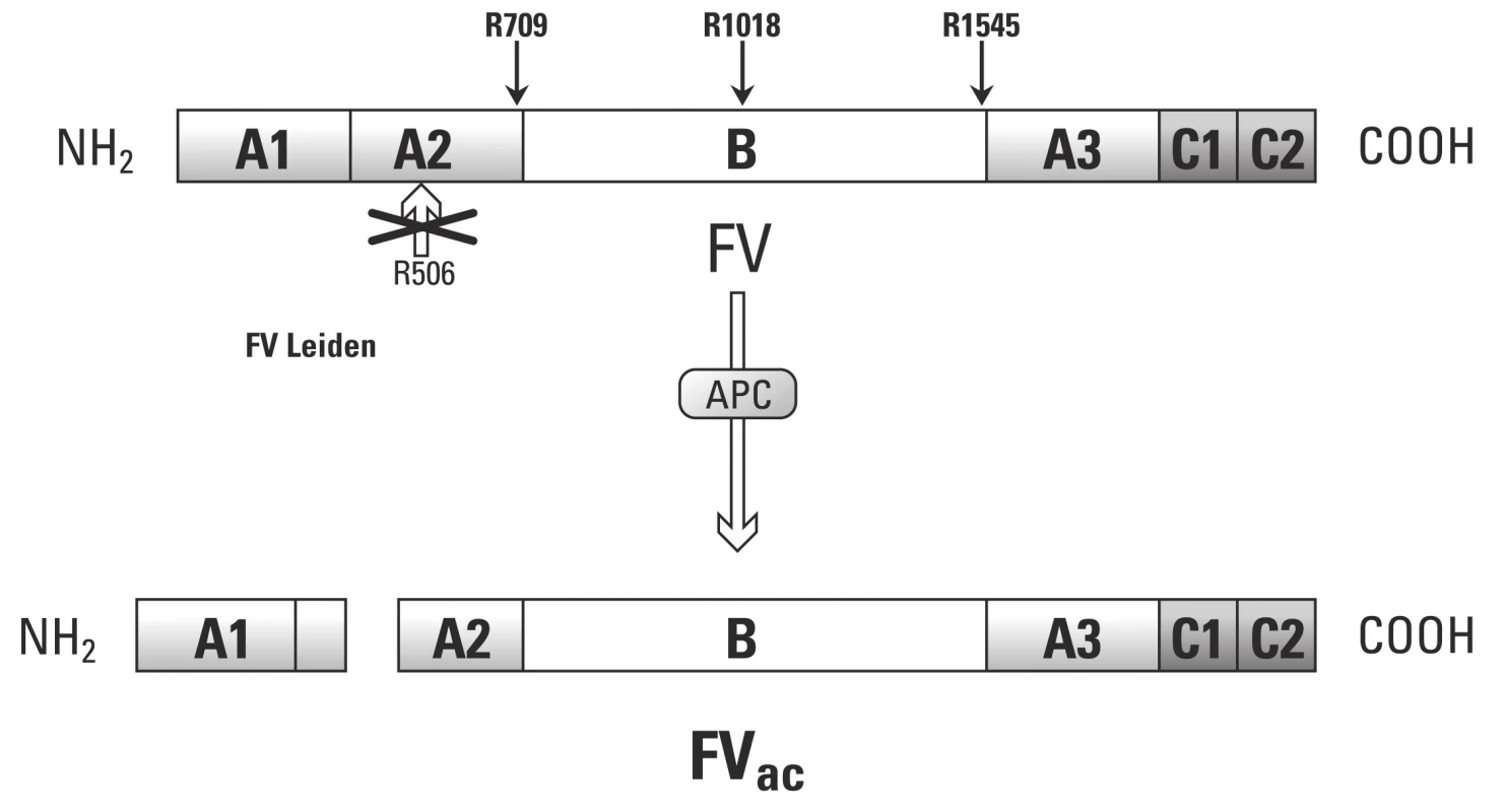 Antikoagulační struktura F V (převzato z práce Segers K., Dahlbäck B, Nicolaes G. Coagulation factor V and thrombophilia: Background and mechanisms).