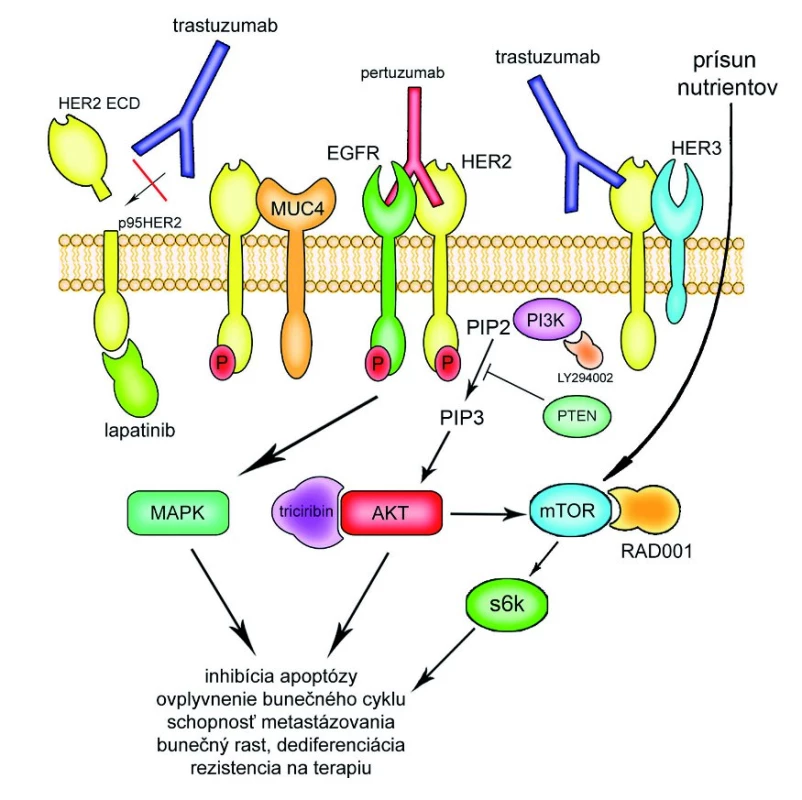 Mechanizmy rezistencie k trastuzumabu. EGFR rodina pozostáva zo 4 receptorov: EGFR, HER- 2, HER- 3, HER- 4. Pri hetero- alebo homodimerizácii dochádza k ich aktivácii. HER- 2 môže byť aktivovaný aj dôsledkom proteolýzy extracelulárnej časti receptoru. Aktivovaná tyrozín- kinázová intracelulárna doména ďalej vedie cestou PI3K kinázy k aktivácii HER- 2 signálnej dráhy a ovplyvneniu rôznych bunečných dejov. PTEN pôsobí ako negatívny regulátor aktivity PI3K kinázy, dereguláci a PTEN v zmysle straty funkcie je spojená s rezistenciou na trastuzumab. Membránovo asociovaný glykoproteín MUC- 4 je schopný blokovať interakciu medzi trastuzumabom a HER- 2 a pri nadmernej expresii je pomocou svojej EGF- podobnej domény schopný interakcie s HER- 2 a potenciuje jeho fosforyláciu. K aktivácii mTOR a následne s6k kinázy môže dochádzať aj HER- 2 nezávislým spôsobom. Niektoré nové látky sú schopné prekonať rezistenciu na trastuzumabu: pertuzumab (inhibítor heterodimerizácie EGFR/ HER- 2, HER- 2/ HER- 3), lapatinib (inhibítor tyrozín- kinázovej domény EGRR a HER- 2), LY294002 (inhibítor PI3K kinázy), RAD0001 (inhibítor mTOR), triciribin (inhibítor AKT).