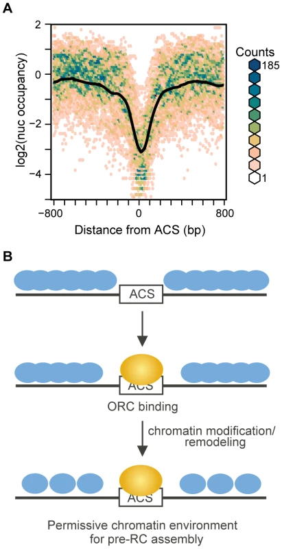 Nucleosome occupancy at replication origins in chromatin assembled <i>in vitro</i>.