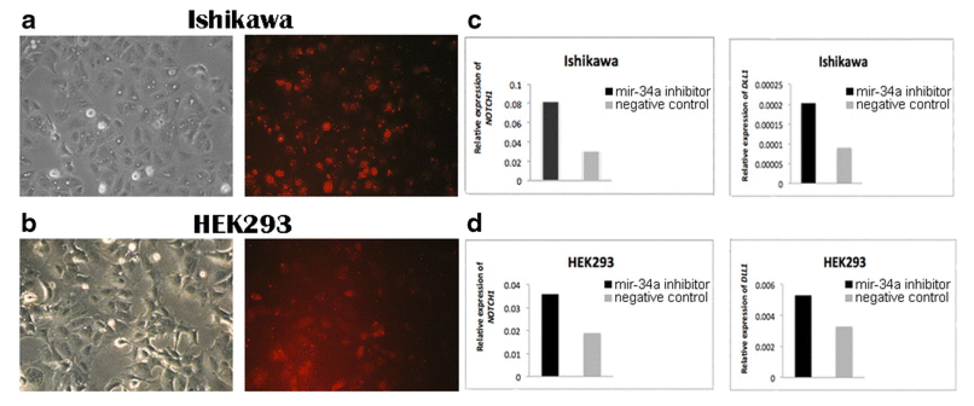 Detection of &lt;m&gt;NOTCH1&lt;/m&gt; and &lt;m&gt;DLL1&lt;/m&gt; expression in transfected Ishikawa and HEK293 cell lines. BLOCK-iT Alexa Fluor red fluorescent and mir-34a inhibitor transfection in (&lt;b&gt;a&lt;/b&gt;) Ishikawa cells and (&lt;b&gt;b&lt;/b&gt;) HEK293 cells. The photos were taken 24 h after transfection corresponding to morphology of cells (left) and BLOCK-iT Alexa Fluor red fluorescent (right). &lt;b&gt;c&lt;/b&gt; The level of &lt;m&gt;NOTCH1&lt;/m&gt; and &lt;m&gt;DLL1&lt;/m&gt; expression in Ishikawa cells 48 h after transfection with mir-34a inhibitor compared with the negative control. &lt;b&gt;d&lt;/b&gt; The level of &lt;m&gt;NOTCH1&lt;/m&gt; and &lt;m&gt;DLL1&lt;/m&gt; expression in HEK293 cells 48 h after transfection with mir-34a inhibitor compared with the negative control