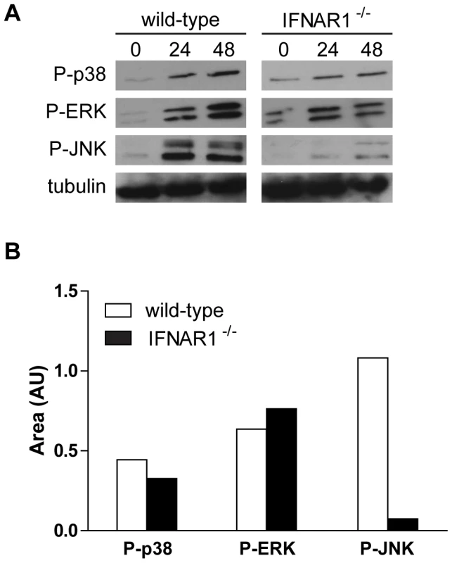 Late MAPK signaling partly depends on type I IFN receptor.