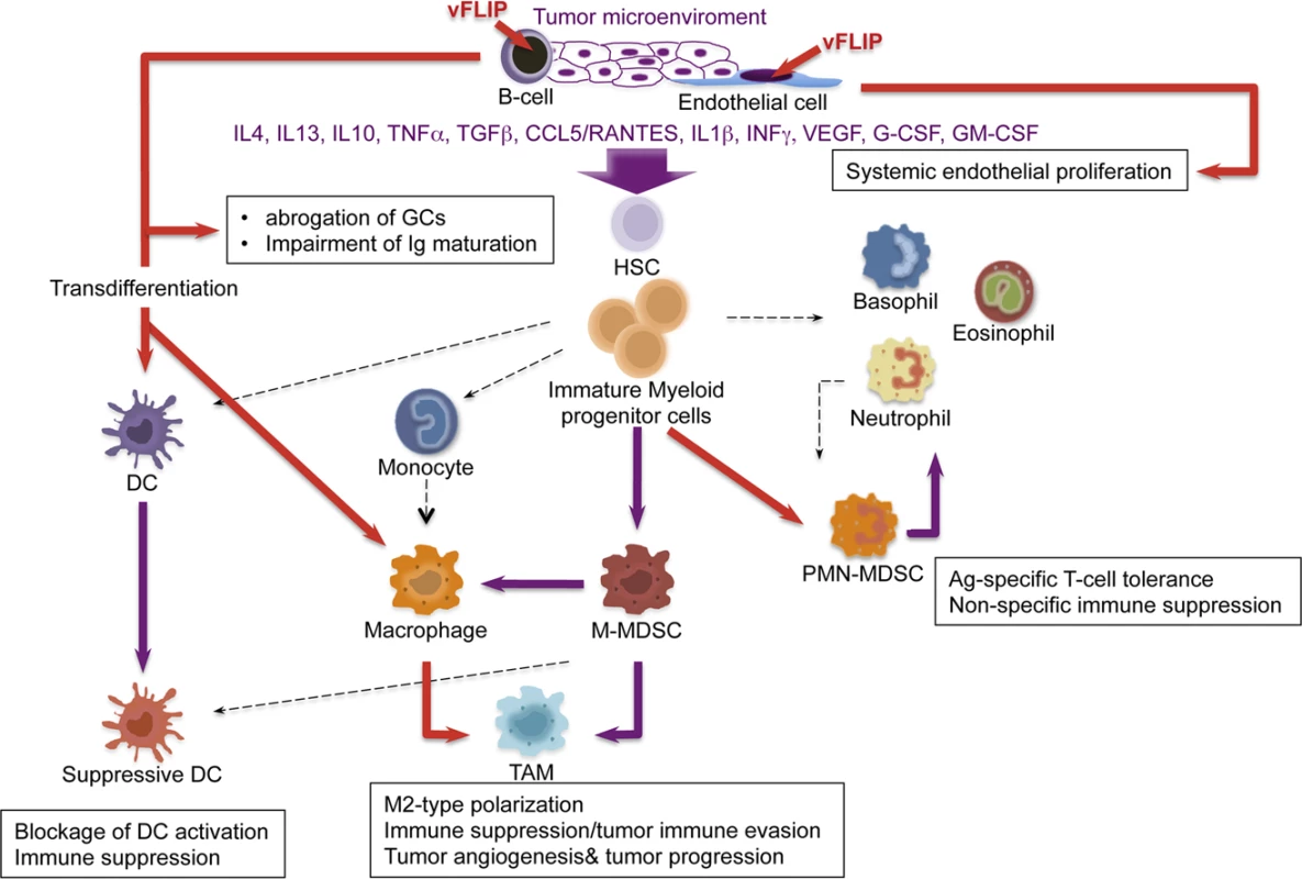 Model of KSHV vFLIP-mediated tumorigenesis through endothelial alterations, aberrant myeloid differentiation, and chronic proinflammatory changes in the tumor microenvironment.