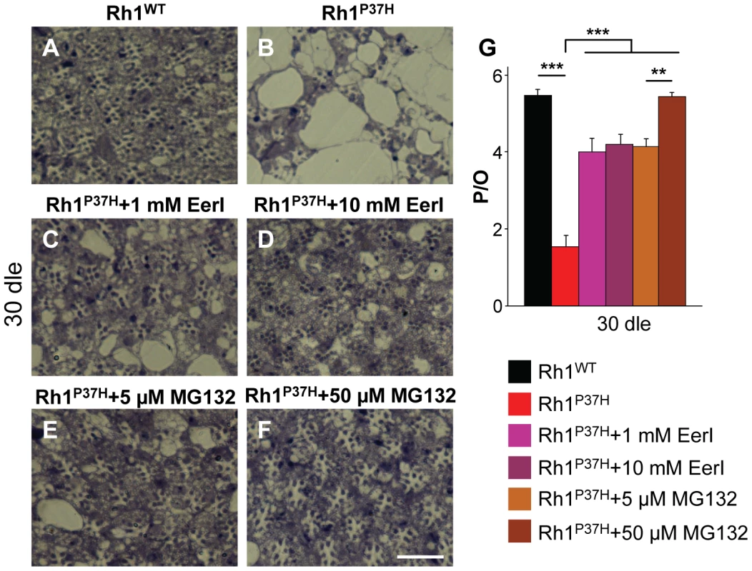 Rescue of <i>Rh1<sup>P37H</sup></i>-induced retinal degeneration after inhibiting the VCP/ERAD (EerI) or the proteasome (MG132) activity.
