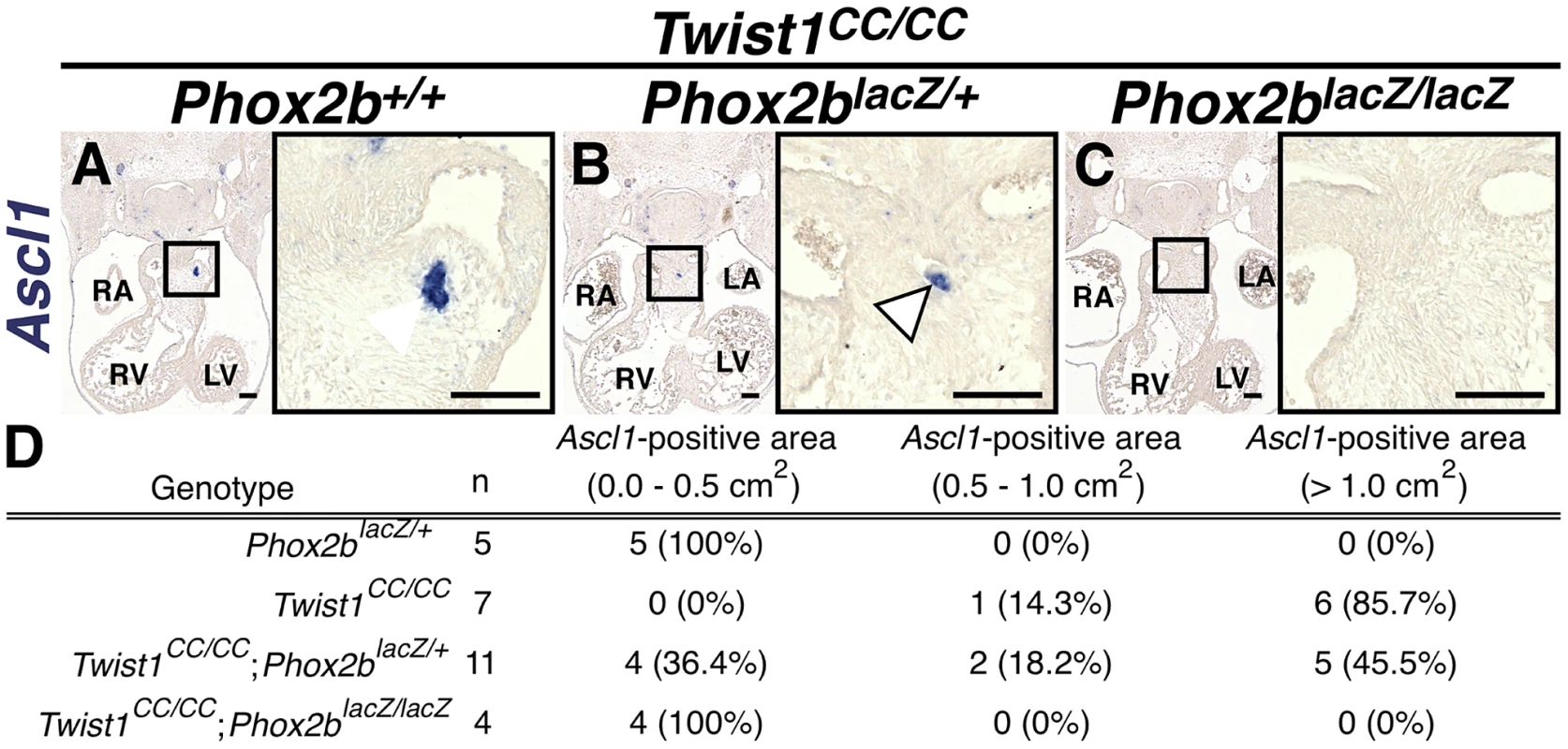 Ectopic neurogenesis in <i>Twist1<sup>CC</sup></i> mutants is Phox2b-dependent.