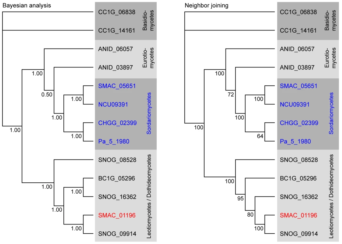 Phylogenetic analysis of the predicted phenylalanine ammonia lyase (PAL) proteins from eight fungi.