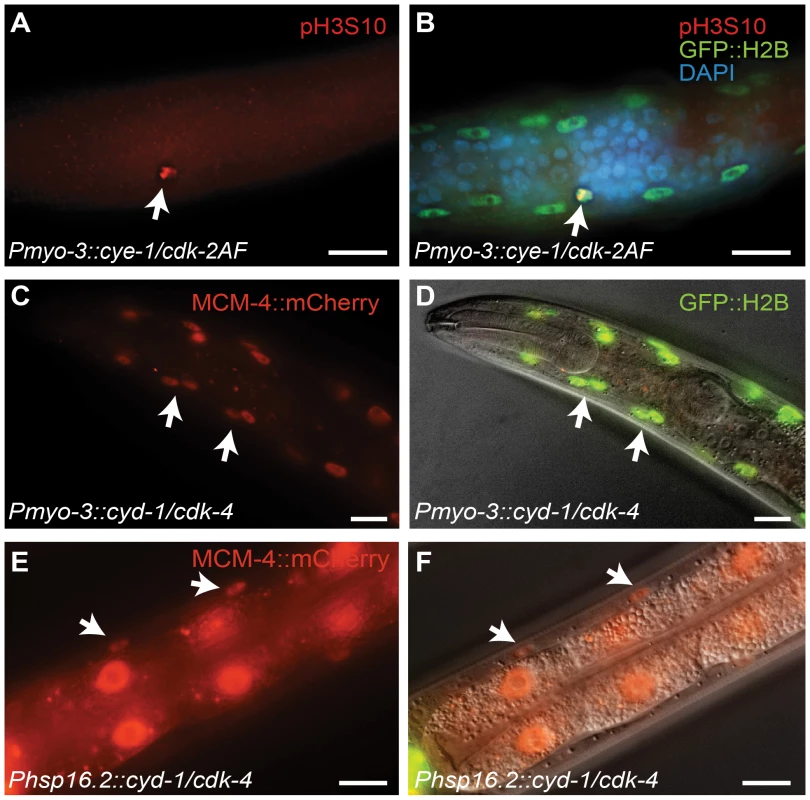 G1 Cyclin/CDK expression induces S and M phase markers in larval muscle.