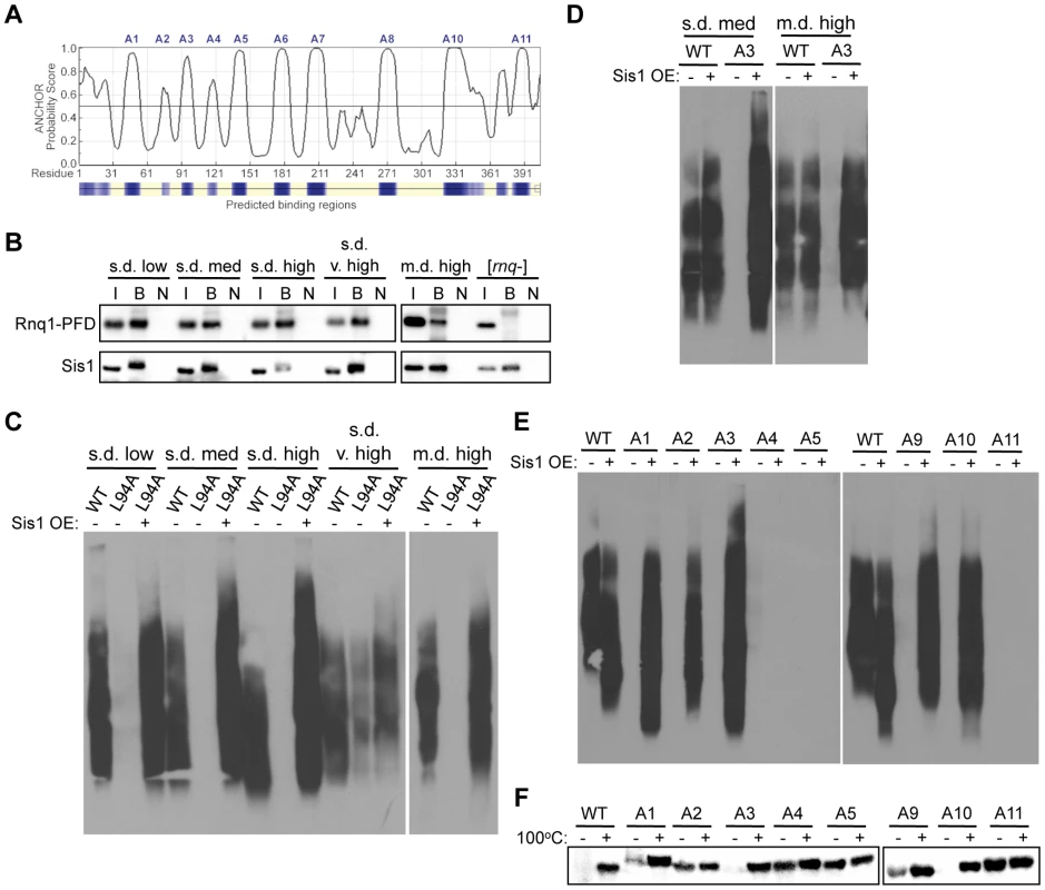 Rnq1 amyloidogenic regions differentially modulate interactions with Sis1.