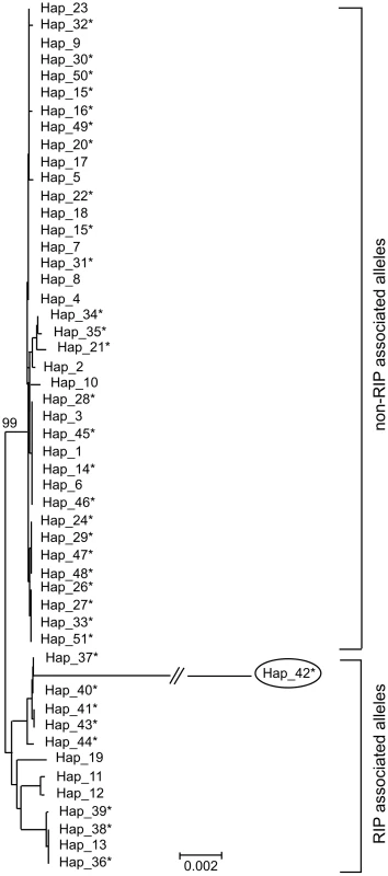 Genetic diversity and phylogenetic relationships between haplotypes of <i>Leptosphaeria maculans.</i>