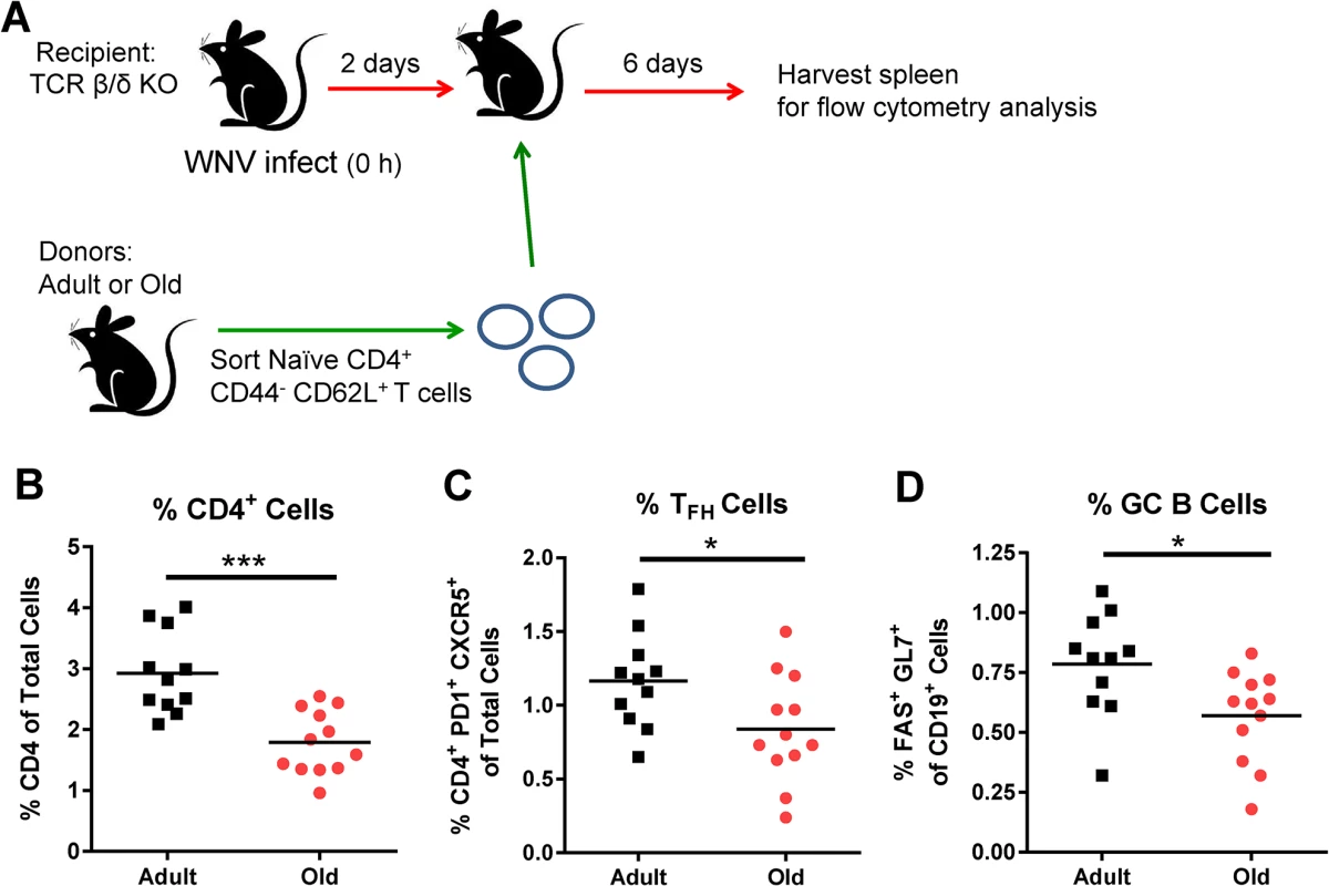 Transfer of naïve CD4<sup>+</sup> T cells from old mice results in reduced GC responses.