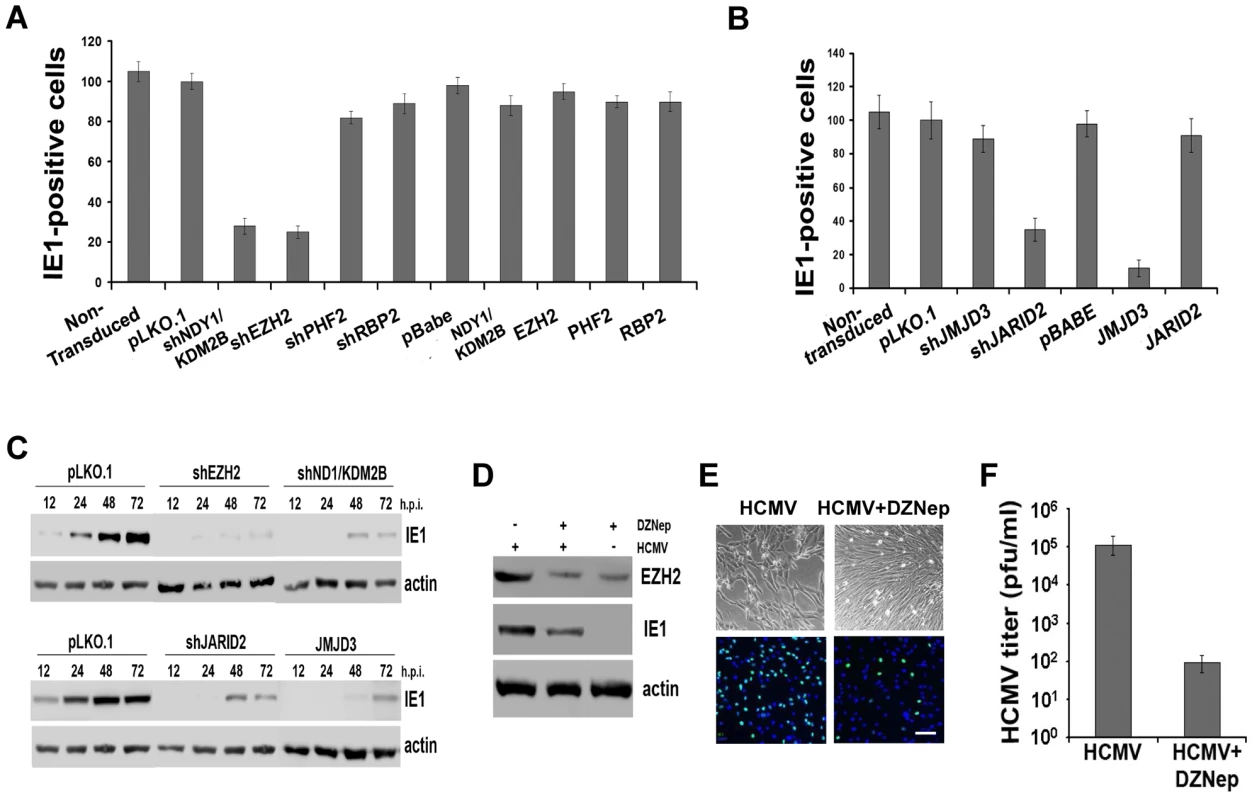 NDY1/KDM2B, EZH2 and H3K27 tri-methylation are required for immediate-early gene transcription.