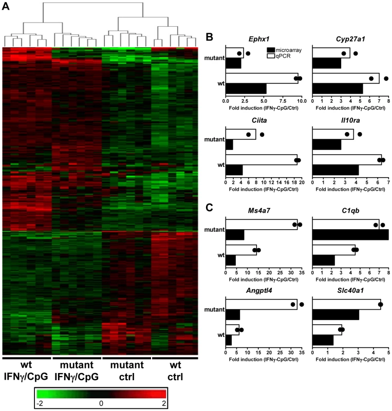 Transcriptional programs elicited by IFNγ/CpG exposure in wt and IRF8 mutant F2 mice.