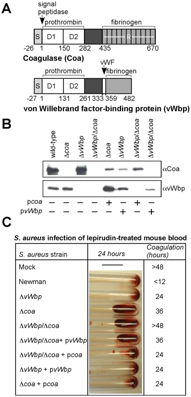 <i>Staphylococcus aureus coa</i> and <i>vWbp</i> mutants display defects in blood clotting.