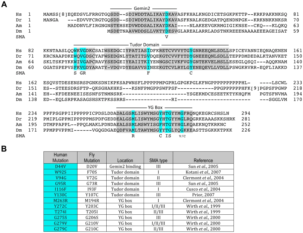 An allelic series of SMN missense mutations in <i>Drosophila</i>.