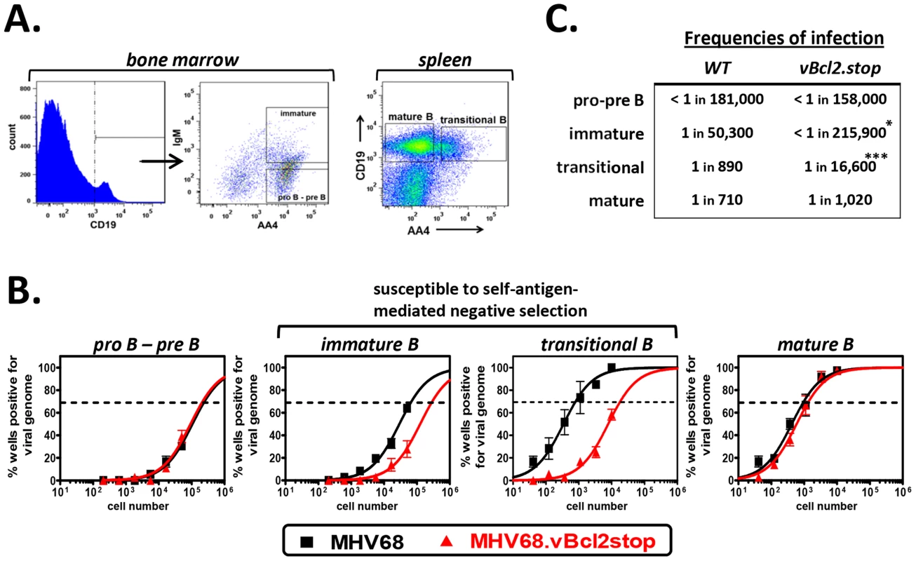 MHV68.vBcl2stop is attenuated in B cells undergoing negative selection.