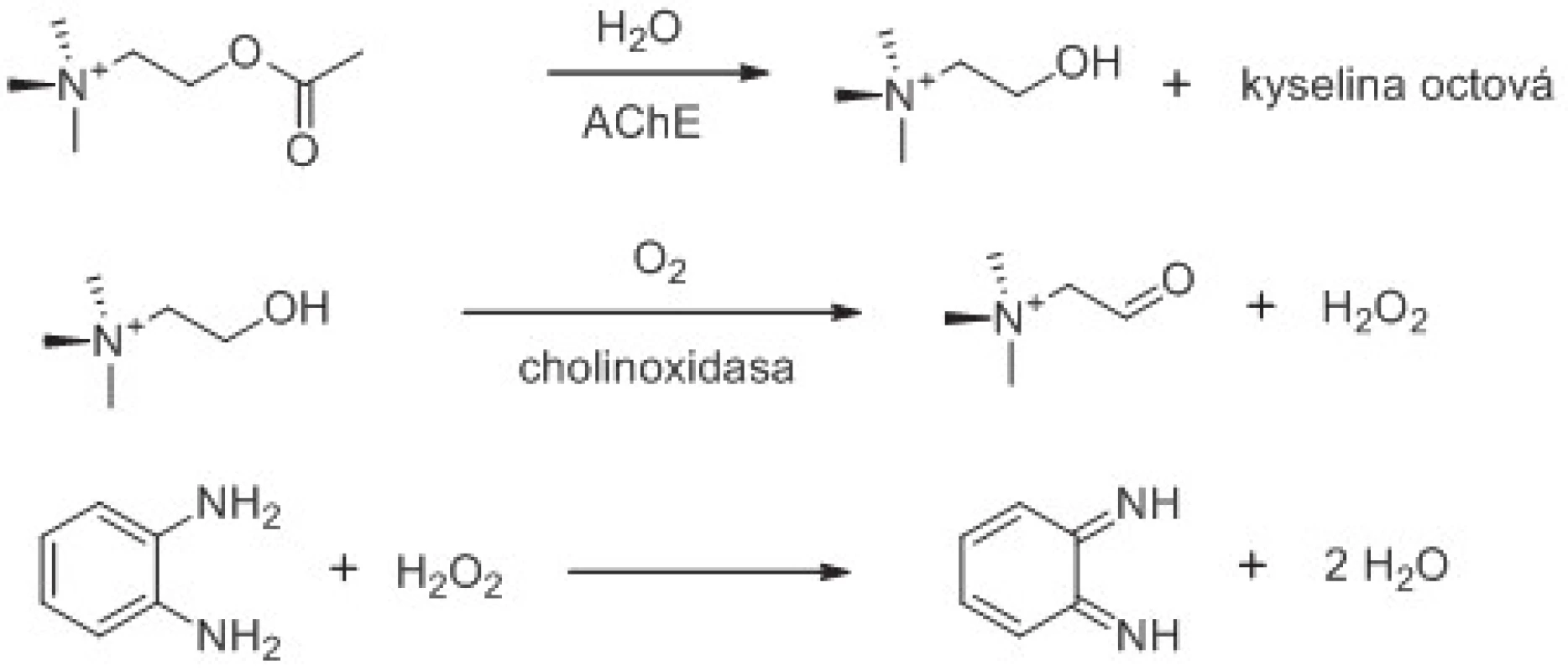 Využití cholinoxidasy při stanovení aktivity AChE. Znázorněno je i použití chromogenního substrátu reagujícího se vznikajícím peroxidem vodíku. Reakční schéma je upraveno z citovaných prací &lt;sup&gt;61, 62)&lt;/sup&gt;.
