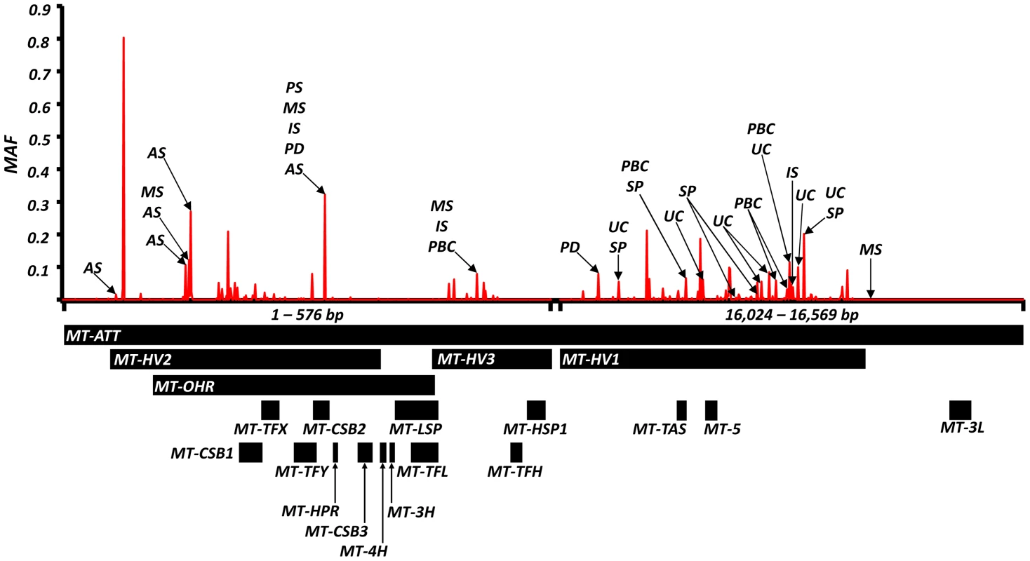 High-resolution map of the non-coding region of mtDNA (d-loop) showing allele frequencies in 7,729 control subjects and the position of alleles associated with eight common human diseases; where: AS = ankylosing spondylitis, IS = ischaemic stroke, MS = multiple sclerosis, PD = Parkinson's disease, PBC = primary biliary cirrhosis, UC = ulcerative colitis and SP = schizophrenia. 