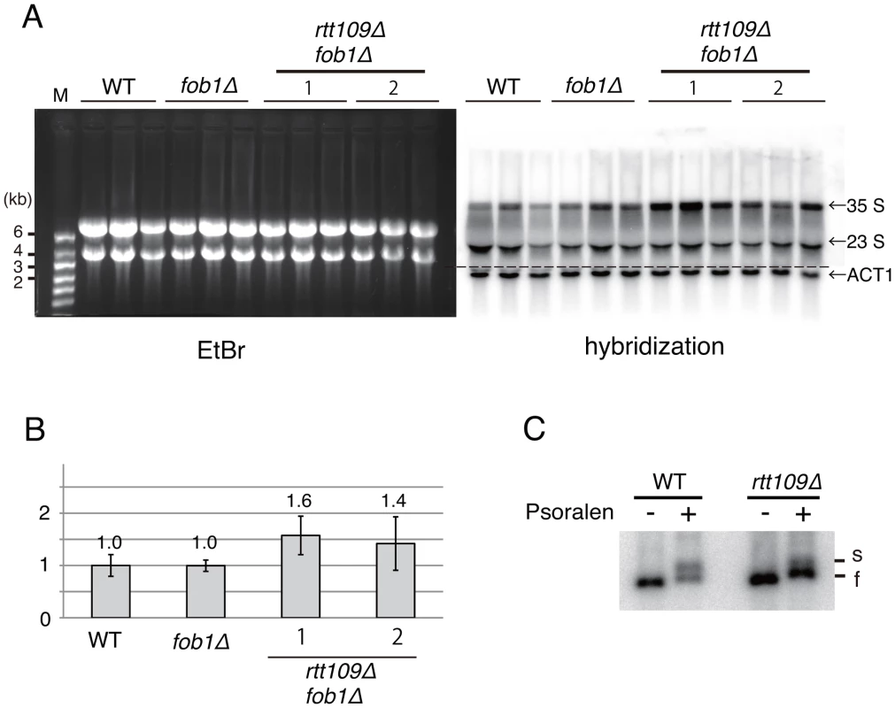 Hyper-amplification of rRNA genes is not a result of transcriptional compensation.