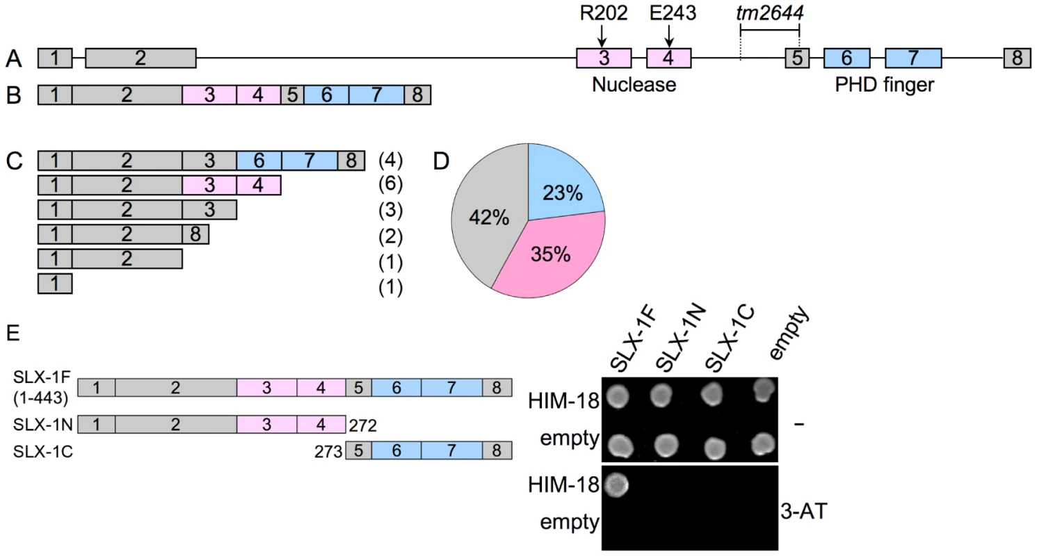 <i>slx-1</i>(<i>tm2644</i>) mutants express splice variants that lack the C-terminus region required for an interaction with HIM-18, therefore encoding for nuclease-negative variants of SLX-1.