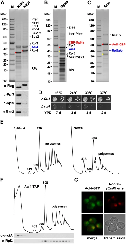 Rpl4 is associated with the specific binding partner Acl4.
