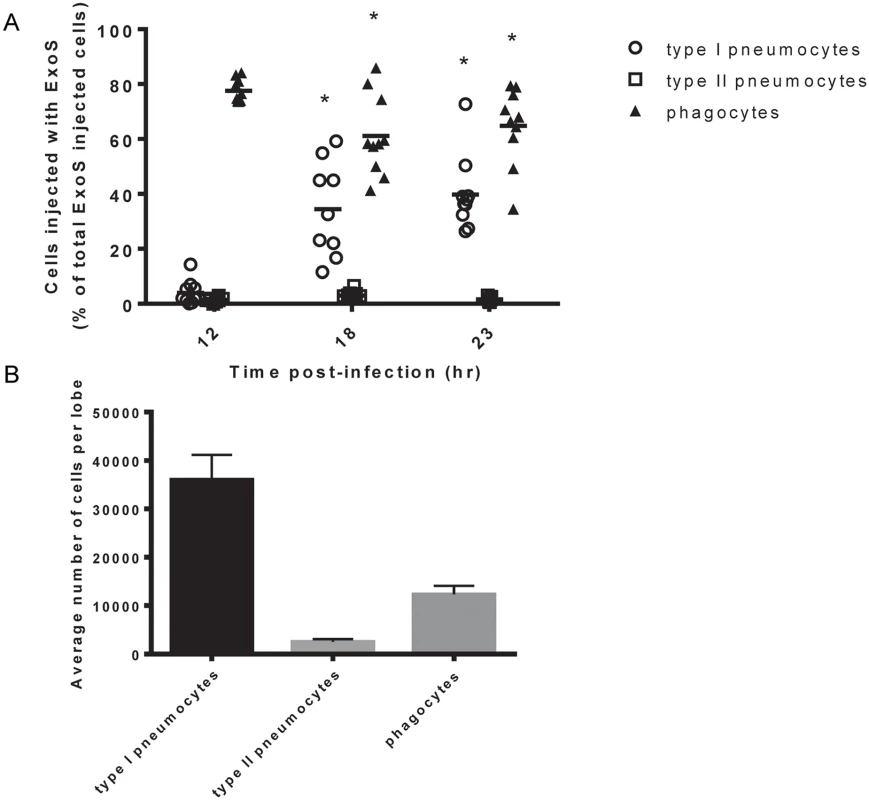 Type I pneumocytes comprise an increasing proportion of injected cells over time during pneumonia.