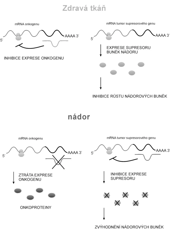 Obecné schéma kontroly nádorového bujení molekulami miRNA
