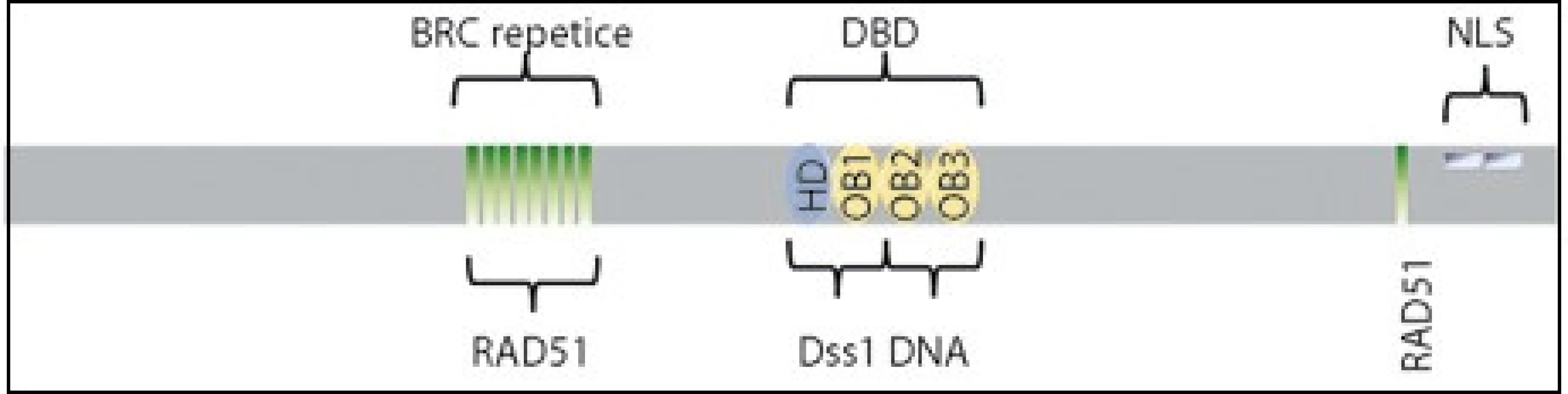 Funkční domény proteinu BRCA2.