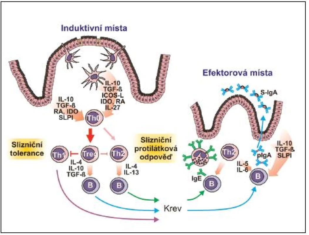 Indukce slizniční imunitní odpovědi a tolerance B – B-lymfocyt, ICOS-L – ligand inducibilního kostimulátoru T-lymfocytů, IDO – indolamin dioxygenáza, IL – interleukin, pIgA – polymerní IgA, RA – kyselina retinová, S-IgA – sekreční IgA, SLPI – sekreční inhibitor lymfocytárních proteáz, TGF-β – transformující růstový faktor β, Th – pomocný T-lymfocyt, Treg – regulační T-lymfocyt