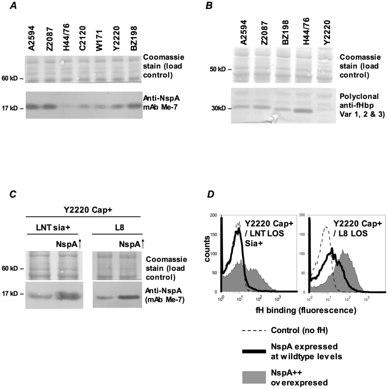fH binding increases with increasing NspA expression.