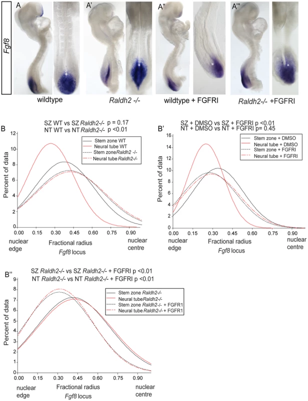 Ectopic <i>Fgf8</i> expression in <i>Raldh2</i> mutants correlates with a more central nuclear position, which is dependent on FGF signalling.