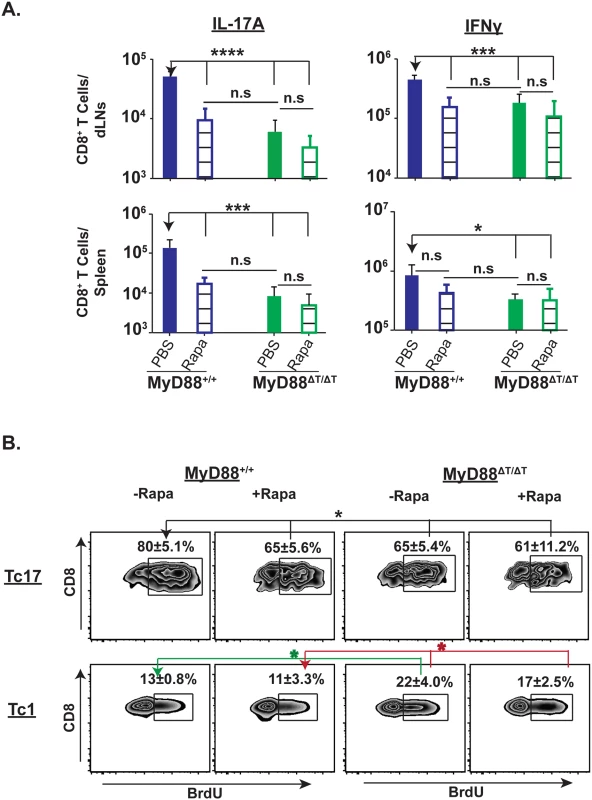 Rapamycin treatment blunts Tc17 cell responses and proliferation.