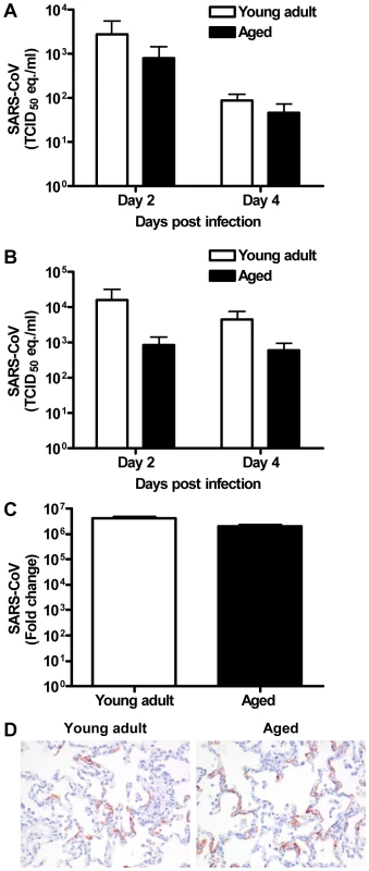 Viral replication levels in SARS-CoV-infected aged and young adult macaques are similar.
