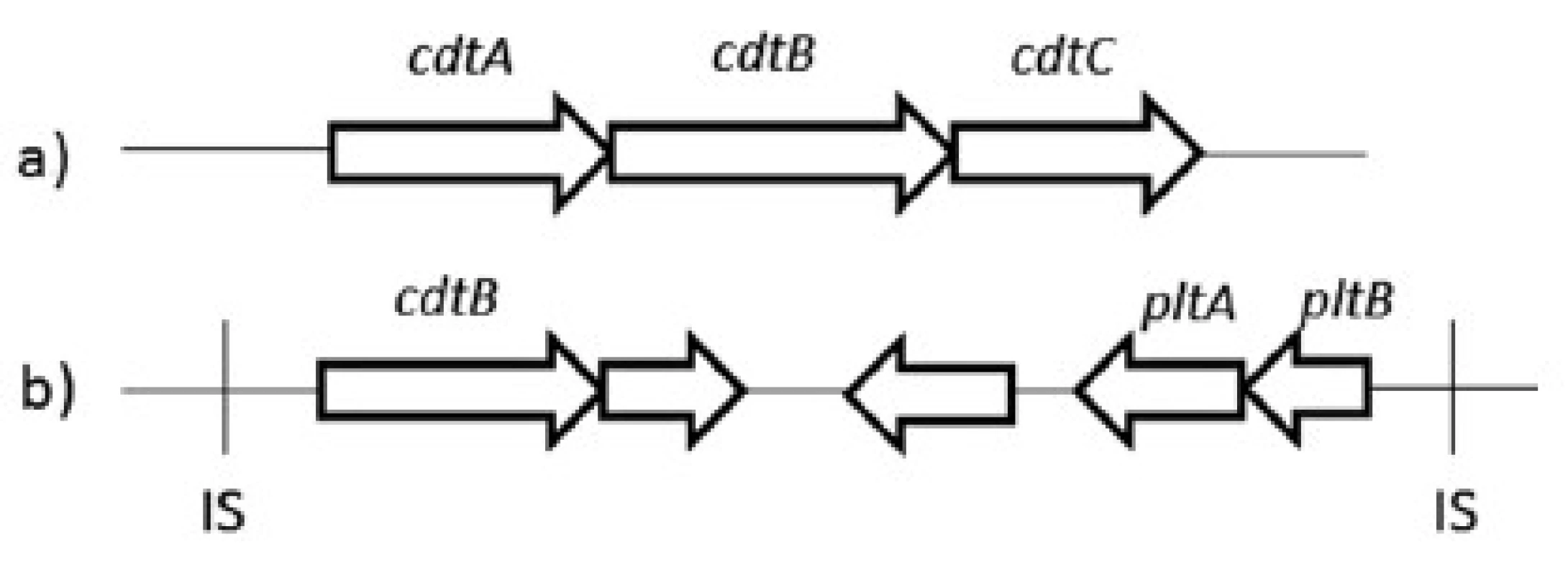Organizácia génov kódujúcich CDT a) u všetkých baktérií produkujúcich CDT okrem S. Typhi, b) u S. Typhi [upravené podľa 4]
Fig 1. Organization of the genes encoding CDT a) in all CDT-producing bacteria except S. Typhi, b) in S. Typhi [edited by 4]
