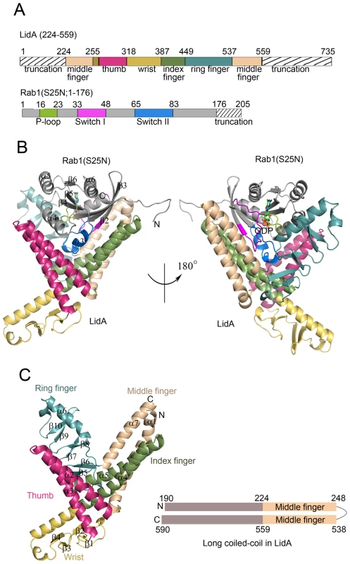 Overall structures of LidA and its complex with GDP-bound Rab1.